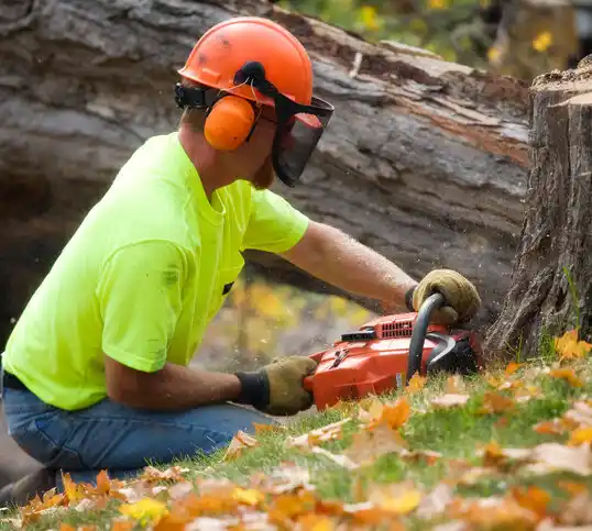 tree services Cassadaga